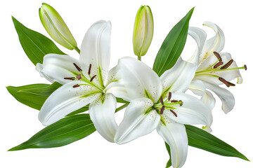 Fototapeta premium White Lilies with Green Leaves isolated on transparent background png