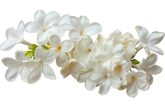 White Lilac Flowers isolated on transparent background png