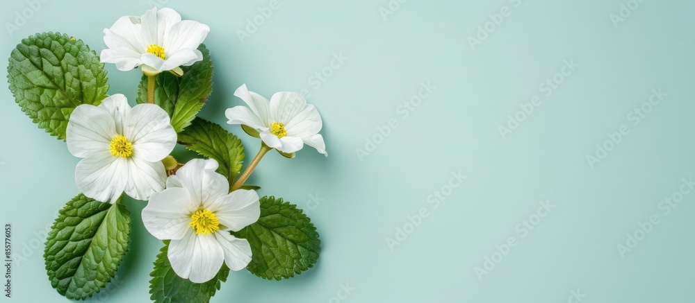 Poster white primroses on pastel background flower isolated. with copy space image. place for adding text o