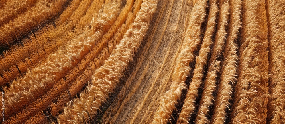 Poster aerial view of wheat fields harvest. with copy space image. place for adding text or design