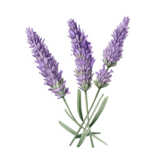 Naklejka premium Illustration of three lavender flower stems with purple blooms and green leaves, isolated on a transparent background.