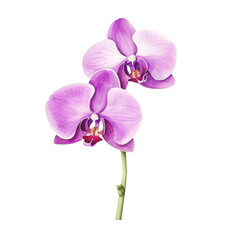 Obraz premium Beautiful close-up of two pink orchids on white background, showcasing their delicate petals and vibrant colors.
