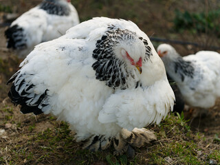 some chickens in a henhouse in the countryside