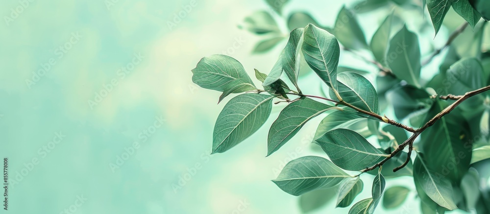 Poster green kalopanax pictus leafs on a branch in park . pastel background. with copy space image. place f