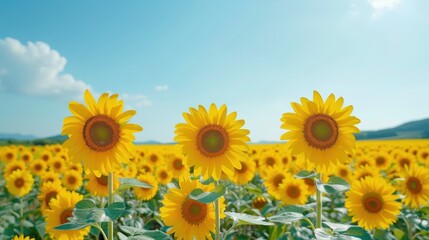Fototapeta premium Bright field of blooming sunflowers under a clear blue sky, capturing the beauty of nature and the vibrant yellow flowers in full bloom.