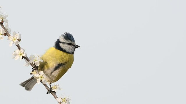 Blue tit on a branch with blossoms in spring. Bird blue tit Cyanistes caeruleus in the wild. Slow motion. Close up.