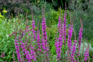 Gewöhnlicher Blutweiderich (Lythrum salicaria)