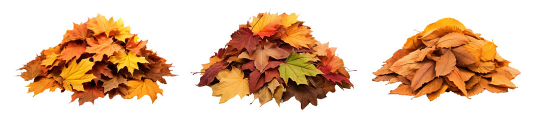 Autumn leaves png cut out element set