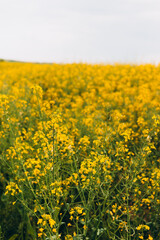 Agricultural field with rapeseed plants. Rape flowers in strong sunlight. Oilseed, canola, colza. Nature spring background.