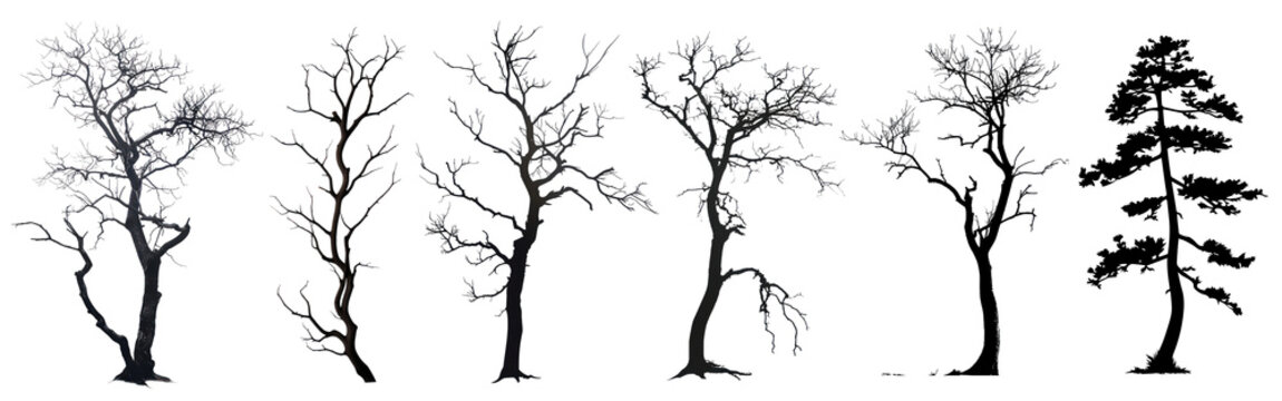 Silhouette trees png cut out element set