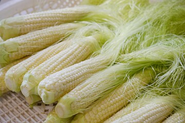 ヒゲ付きのベビーコーン20240603