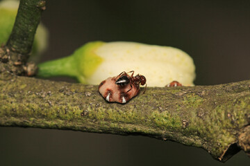 nut tree bark louse ant insect