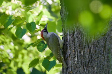 Bird Picus viridis aka European green woodpecker is climbing on the birch tree.