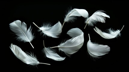 Gentle white feathers floating gracefully against a stark black backdrop.