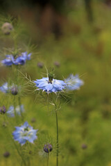 Closeup of Love-in-a-mist blooms, North Yorkshire England
