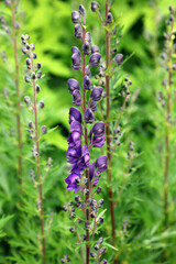 Closeup of Monk's hood blooms, North Yorkshire England
