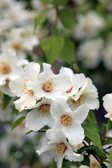 Fototapeta premium Closeup of Philadelphus blooms, North Yorkshire England 