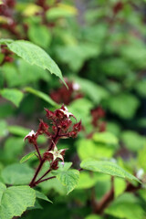 Closeup of Wineberry buds, North Yorkshire England
