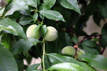 Macro image of Peaches in early summer, North Yorkshire England
