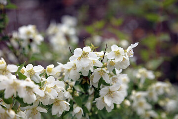 Sweet mock-orange flowers, North Yorkshire England
