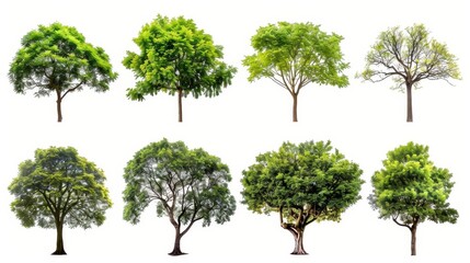 A white background with a high definition collection of trees