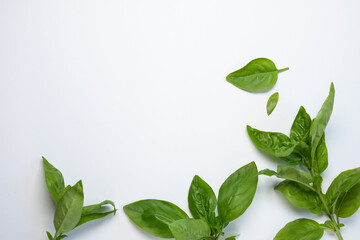 Fresh green basil on a white background. Top view, flat lay, copy space. 
