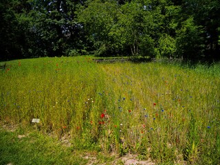 Obraz premium Scenic view of red poppies in a green field on a sunny day