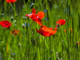 Scenic view of red poppies in a green field on a sunny day