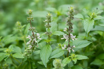 green basil flower closeup, growing basil in the garden, 