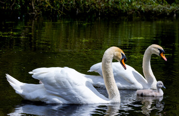Mute swan family 