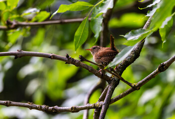 Wren, small bird with upright tail and brown feathers "Troglodytes troglodytes" perched on branch. Dublin, Ireland
