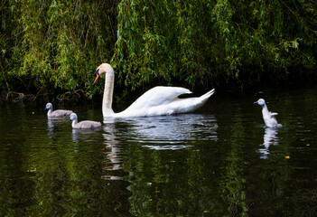 Mute swan family of three baby cygnets swimming with parent. One cute baby swan is standing up playing in water. Bushy Park, Dublin, Ireland