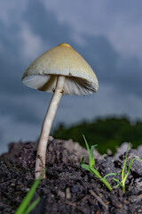 mushroom in the grass