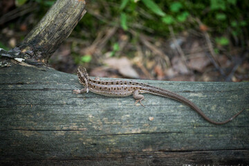 lizard on a tree