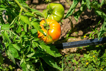 Fresh Organic Tomatoes Grown in Nature A Green and Healthy Vegetable Option Supporting Sustainable Farming Practices Natural Growth for a Healthier Life