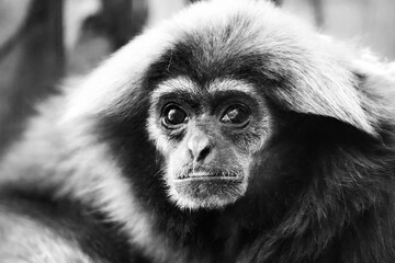 Portrait of a white-handed gibbon. Animal in close-up. Hylobates lar. Lar gibbon
