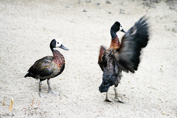 Pair of Widow-whistle goose. Birds in close-up. Dendrocygna viduata. White-faced whistling duck
