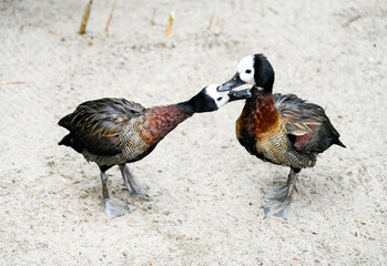 Pair of Widow-whistle goose. Birds in close-up. Dendrocygna viduata. White-faced whistling duck
