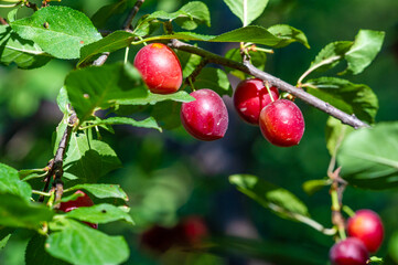 Grow juicy and ripe plums in your garden. Plums are rich in vitamins and make a healthy snack. Get gardening tips to help you grow the plum tree of your dreams.