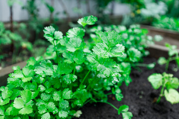Wooden garden bed with parsley, showcasing fresh organic vegetables