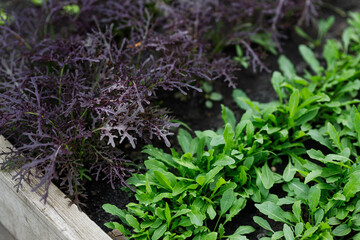 Wooden  garden bed with a variety of mixed leafy greens including arugula, salad, showcasing fresh organic vegetables