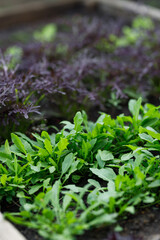 Wooden  garden bed with a variety of mixed leafy greens including arugula, salad, showcasing fresh organic vegetables