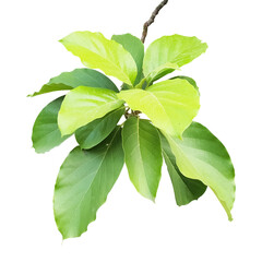 Foliage of Avocado Plant