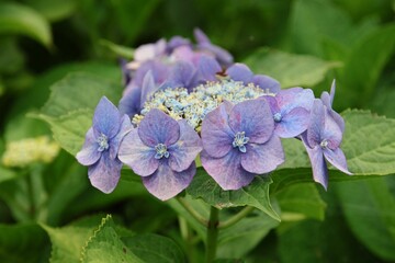 Close-up of a vibrant purple hydrangea flower in full bloom with lush green leaves