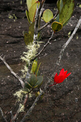 Plant life on bare rock: Thibaudia nutans from the Ericaceae family with young red leaves and...