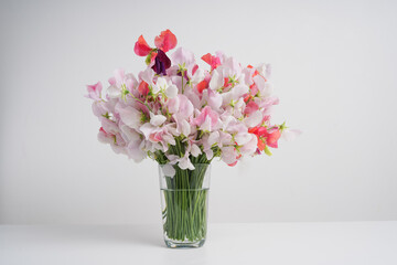 Pink sweet pea flowers, close-up on a white background
