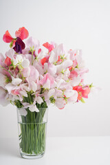 Pink sweet pea flowers, close-up