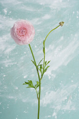 Pink ranunculus with bud on blue background. Beautiful fresh flower