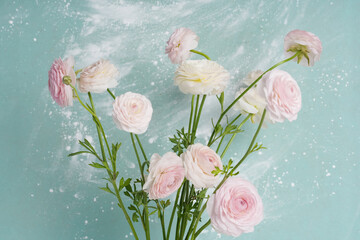 Bouquet of pink farm ranunculus on a blue background. Popular wedding flower