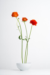 a composition with a bouquet of three orange ranunculus flowers with a long stem in a white bowl on a white background